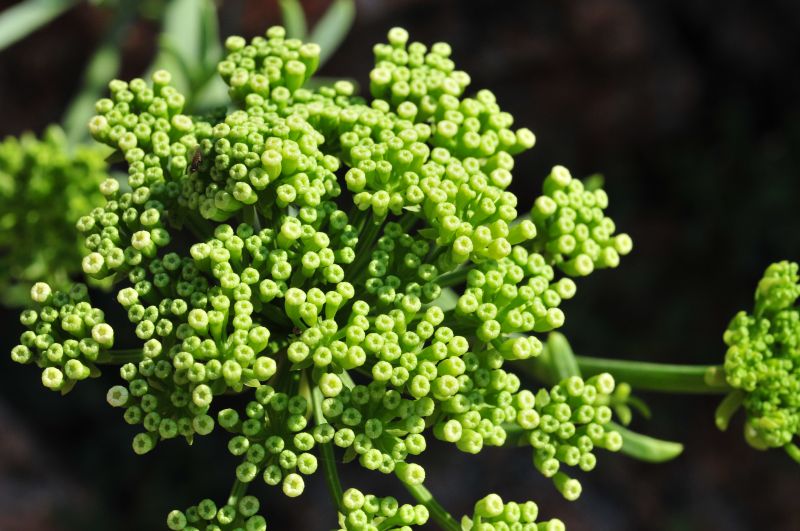 Crithmum maritimum